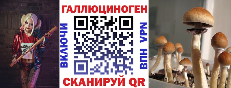 дарнет шоп  Бердск  блэк спрут ссылка  Псилоцибиновые грибы Psilocybine cubensis 